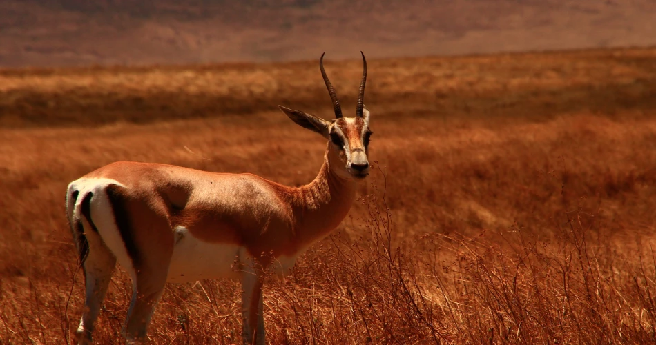 Ultimate Guide to Nature Activities and Scenic Adventures in Three Rivers, California